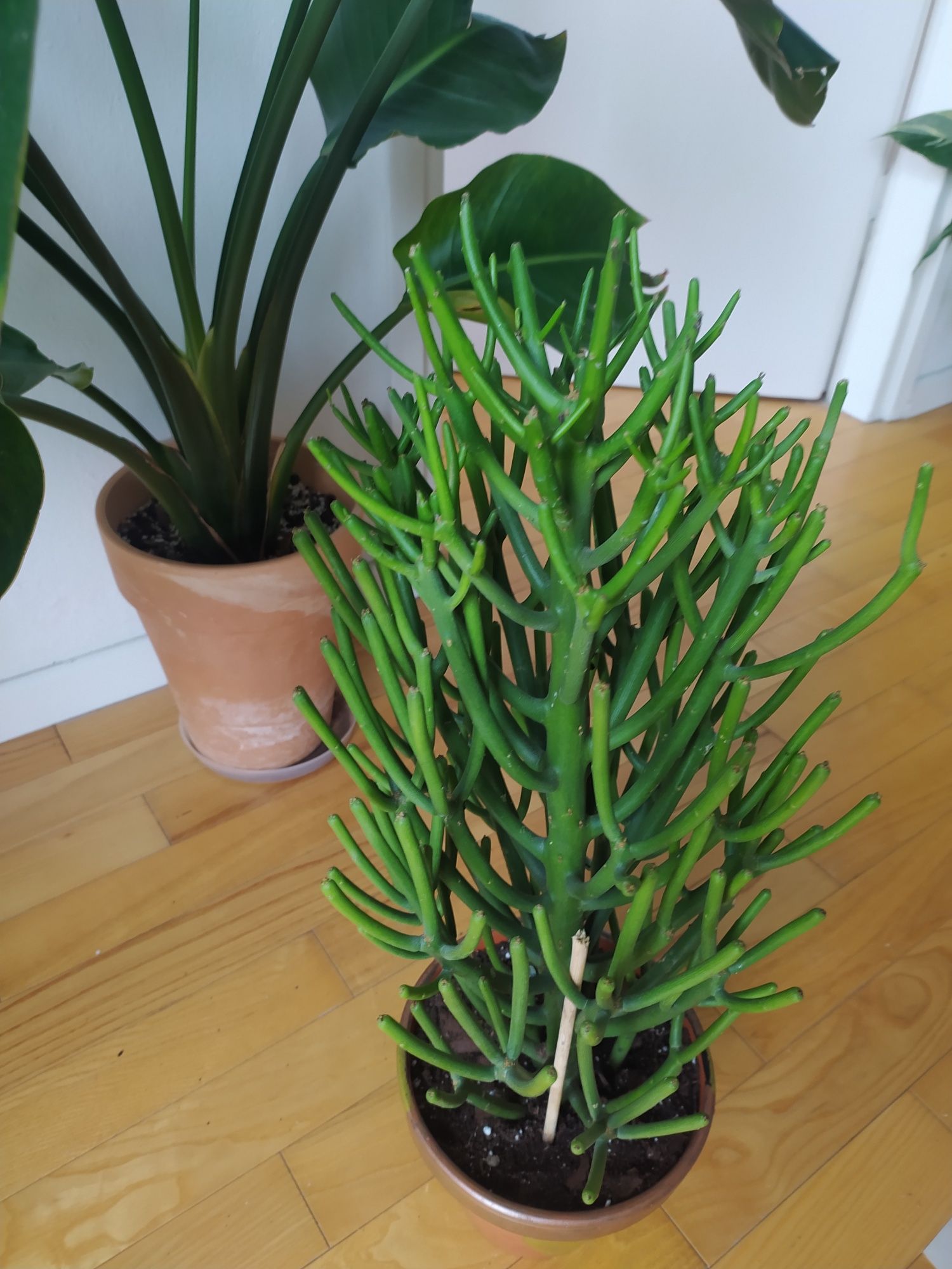 Euphorbia Tirucalli, wilczomlecz palczasty