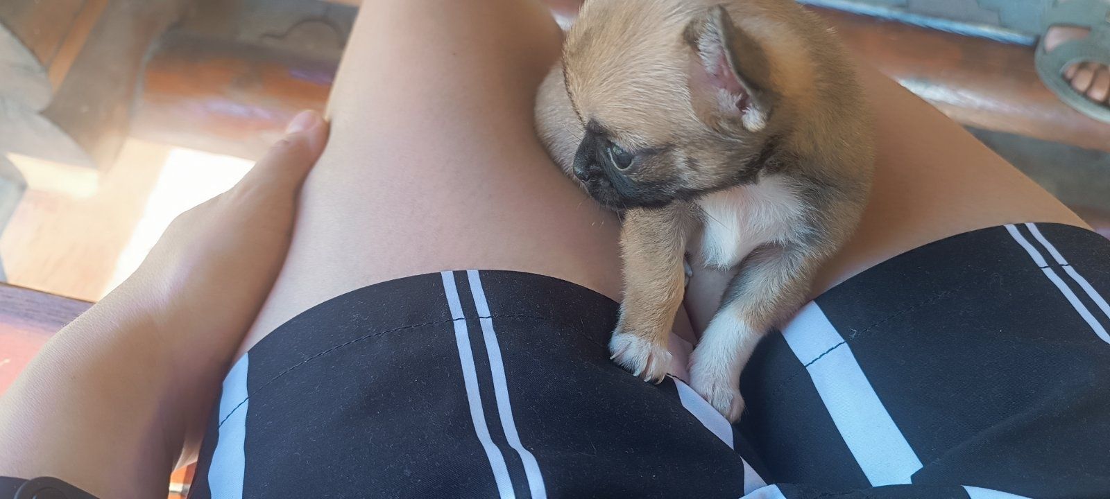 Продам цуцика чіхуахуа