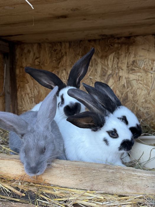 Sprzedam króliki rasy Olbrzym Srokacz Czarny oraz Niebieski