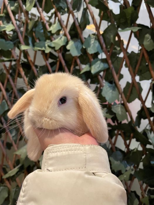 Coelhos Anões belier , orelhudos , mini loop ( LOJA ESPECIALIZADA )