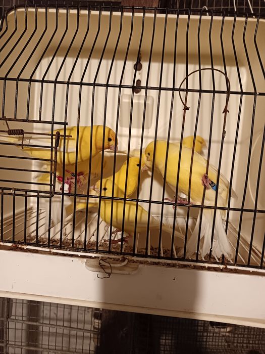 amarelos lipocromicos para ceder