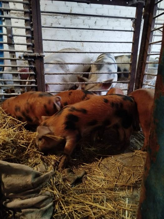 Продам поросят породи Петрен -Дюрок