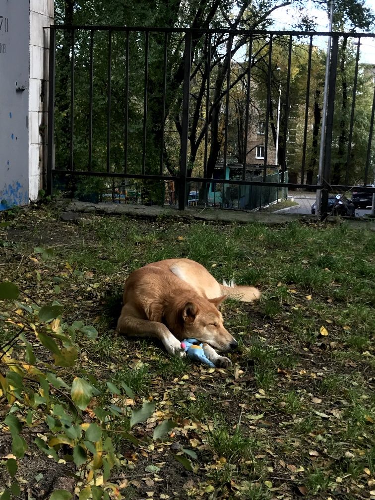 Хлопчик Лис порода собака безкоштовно пес прилаштування волонтер київ