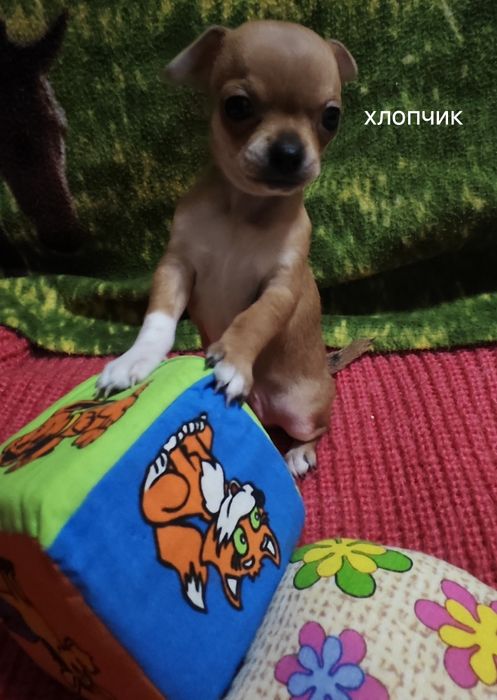 Цуценята чехуахуа