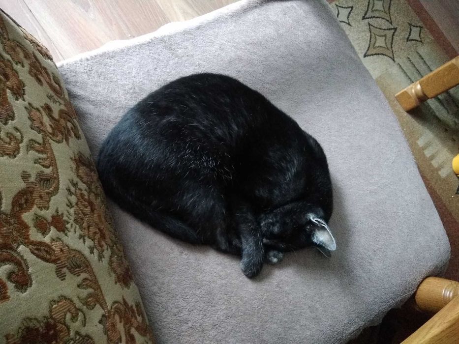 Cudny srebrny Dyzio szuka domu