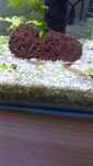 Peixes de aquario