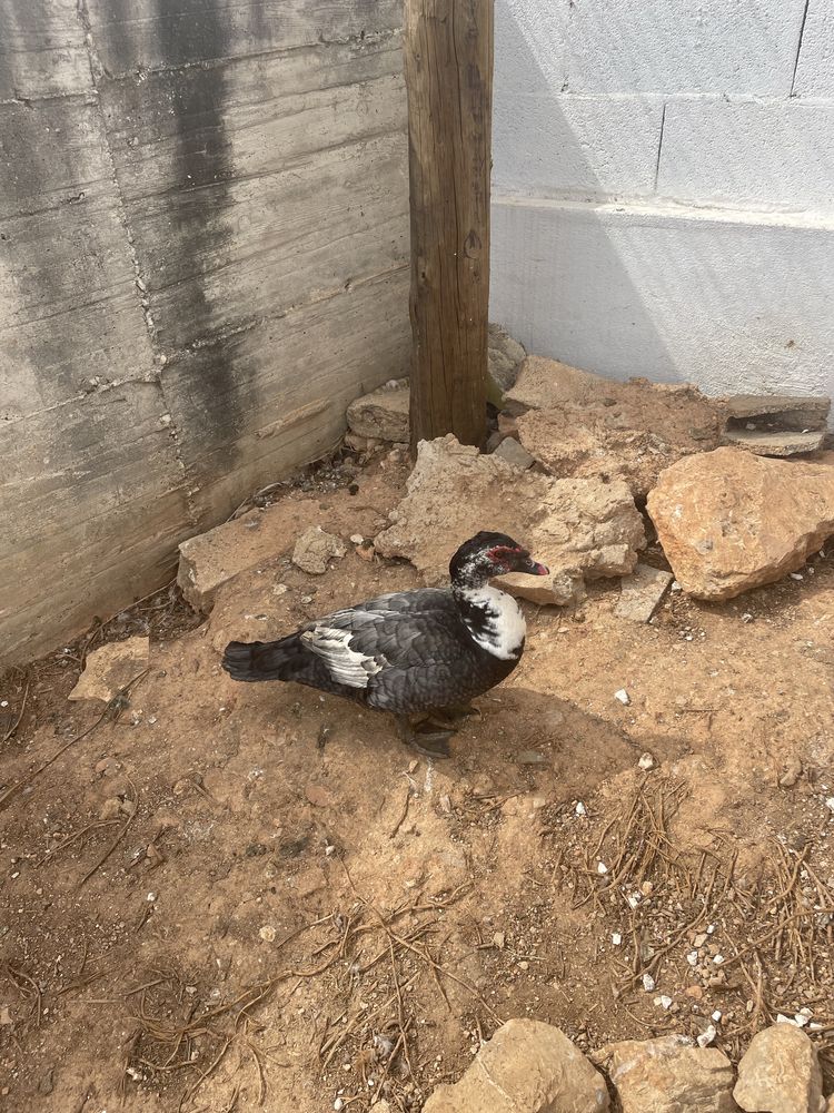 Patas mudas com 10 meses  a por ovos.