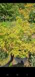 Klon palmowy acer