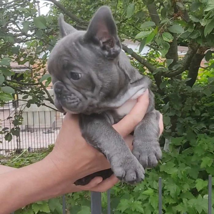 Елітний хлопчик бульдога