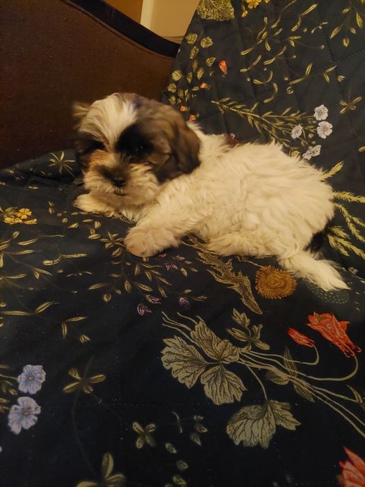 Śliczny szczeniak chlopiec