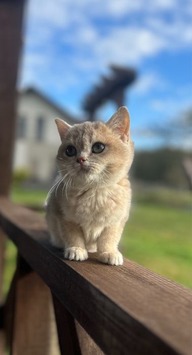 Kocur Brytyjski - WCF gotowy do zmiany domu