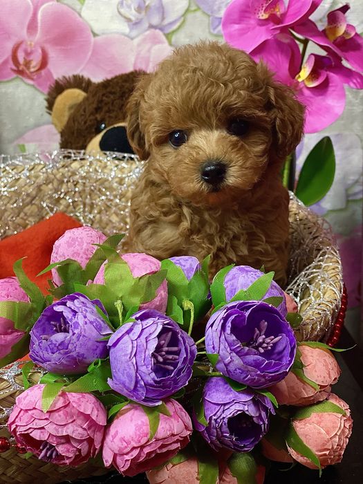 Мальтипу F2‼️Ексклюзив‼️Яскраві малюки‼️