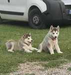 Alaskan Malamute