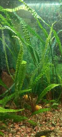 Криптокорина Апоногетонолистна (Cryptocoryne Aponogetifolia)