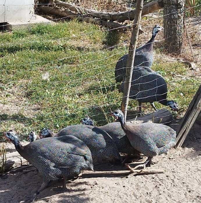 Perliczki brojlerowe i półbrojlerowe młode i dorosłe.