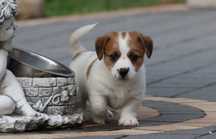 Niski Jack Russell Terrier z hodowli " BREFIO/badania genetyczne