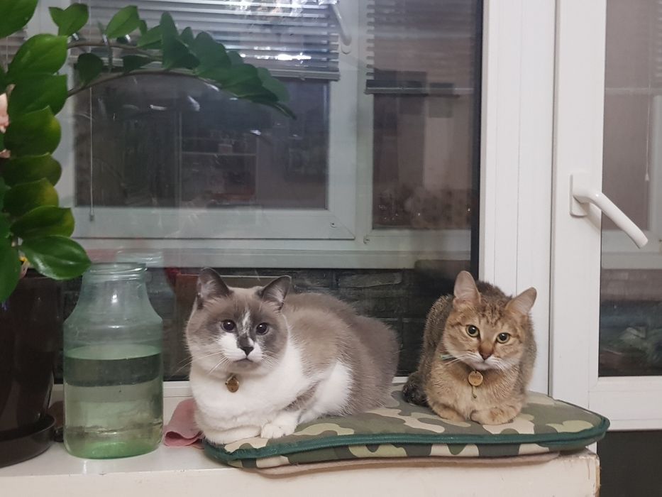 Домашняя передержка кошек и собак