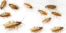 ODKAŻANIE,DEZYNFEKCJA-Dezynsekcja-Deratyzacja Scorpions PLUSKWY,OSY