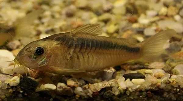SUPER PROMOCJA Tarlaki Kirysy Kirysek Zygatus Rdzawy Corydoras rabauti