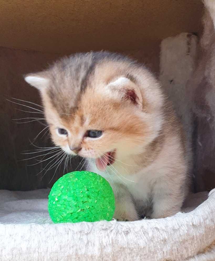 Gatinho British shorthair