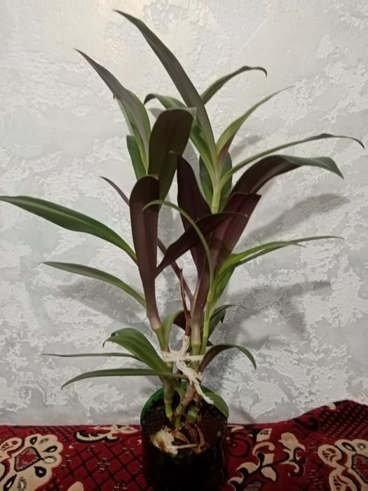 Цветок Рео комнатный и другие цветы