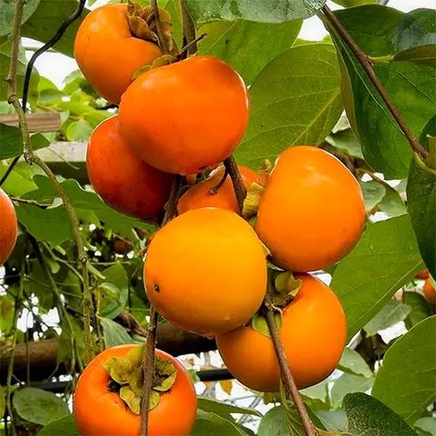 Саджанці привитої хурми / Саженцы хурмы / Опт та роздріб