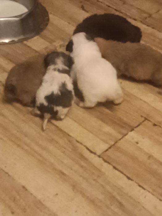 Oddam Pieski za darmo kundelki