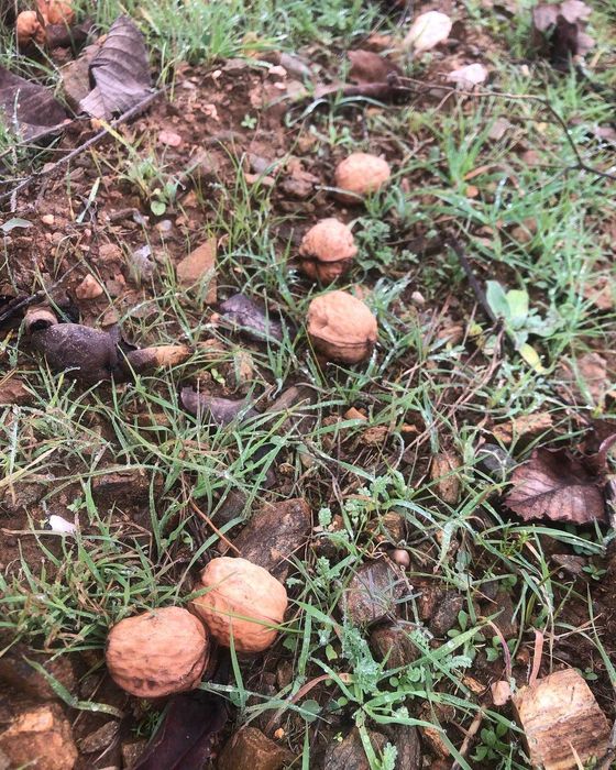 Nozes de Tras-os-Montes, agric. biológica