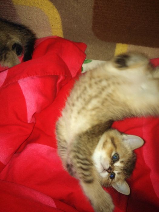 Кошенята шукають родину