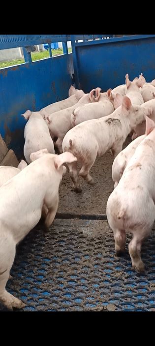 Продаж поросят на постійній основі