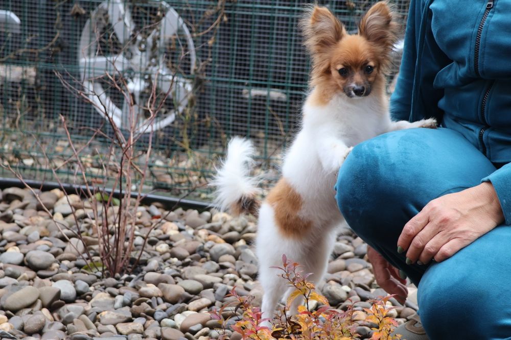 Папійн дівченка папільйон