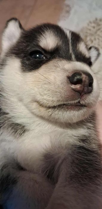 Husky, mieszańce do oddania za tydzień!