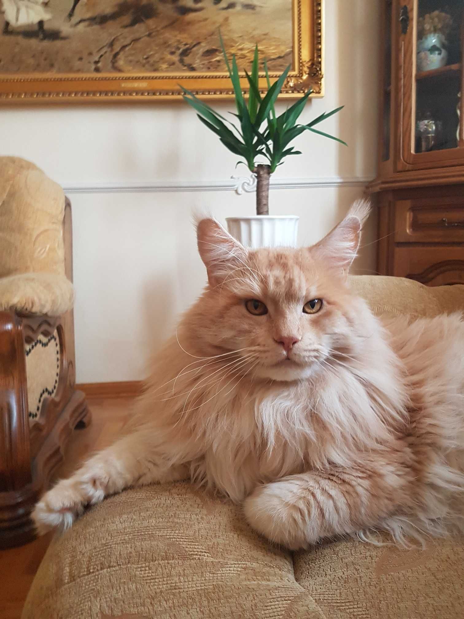 MAINE COON - koteczka ROMINA (po sterylizacji) - rodowód FPL/FIFE