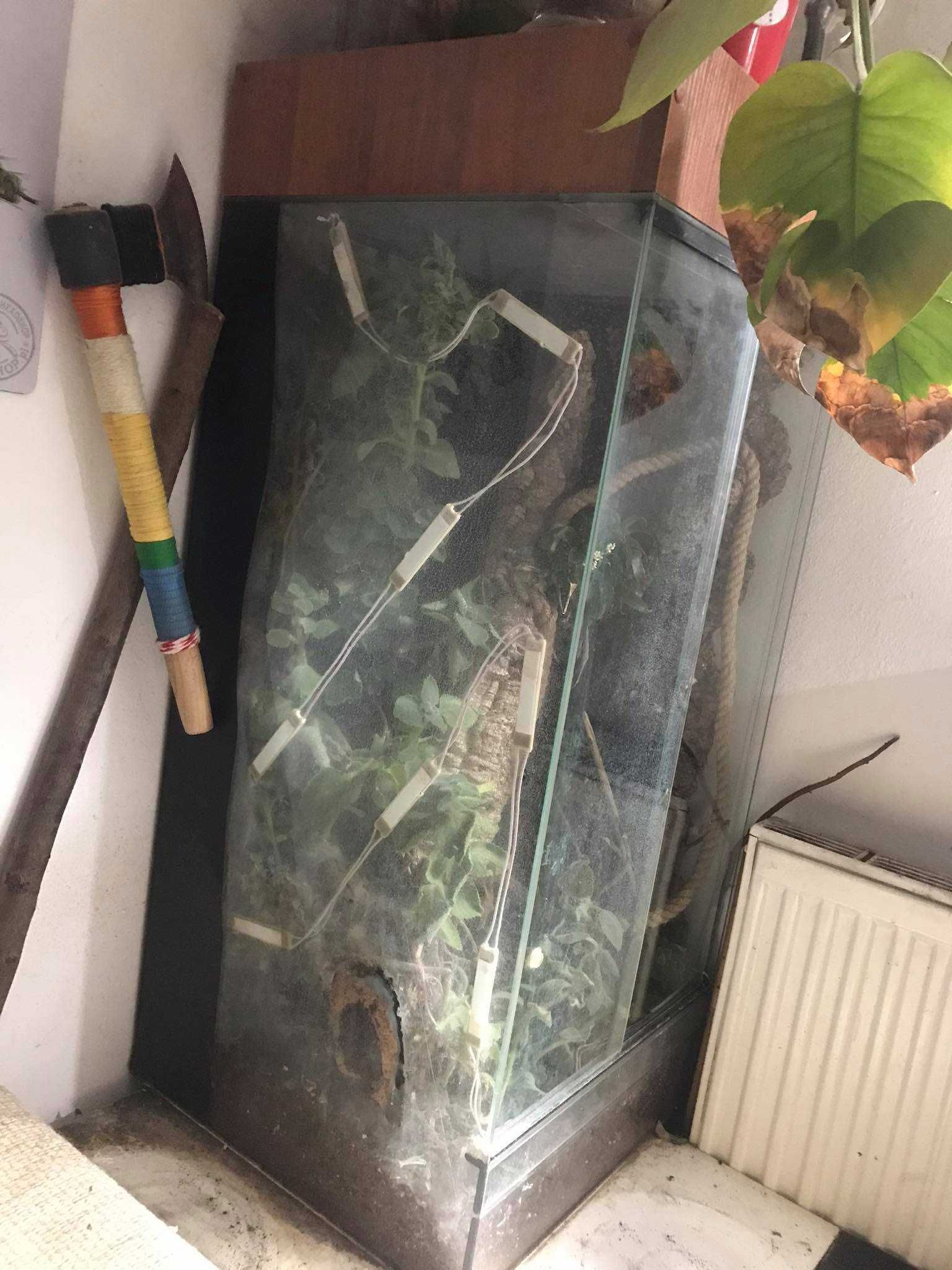 Terrarium dla kameleona (ENG: terrarium for chameleon)