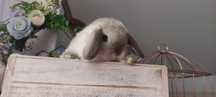 Królik Mini lop  barwa seal point Marten