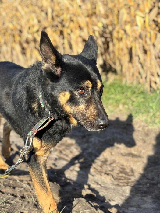 Muniek prawie owczarek niemiecki do dopcji