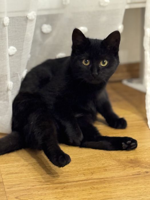 Віддам кошенятко у добрі руки