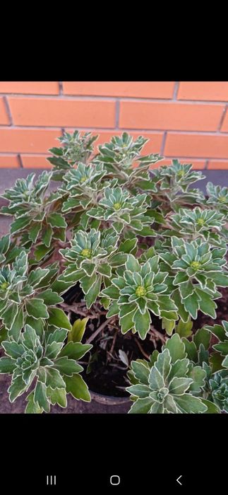 Аянія тихоокеанська