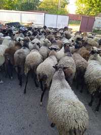 Вівці овцы  романівська  продаж обмін