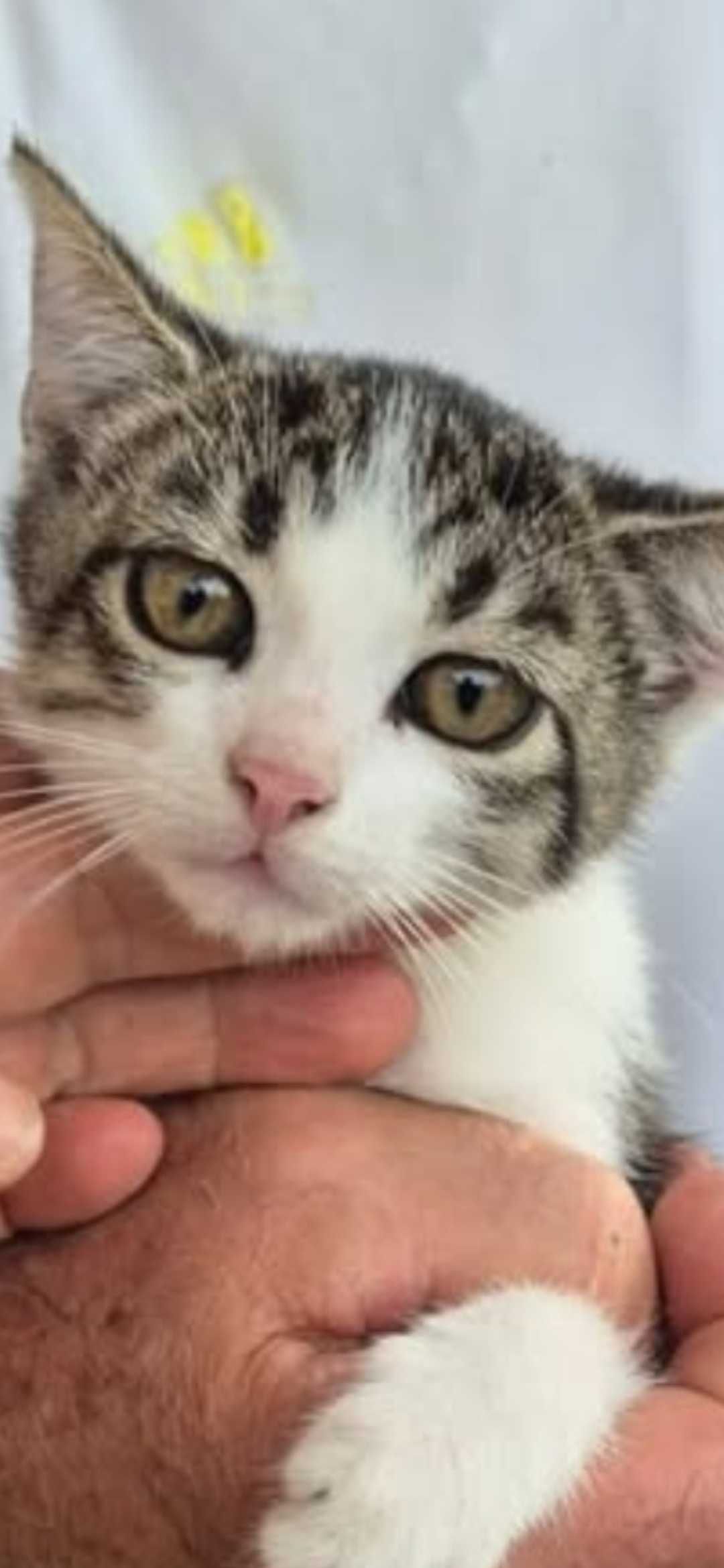 Halo kocie dziecko do adopcji