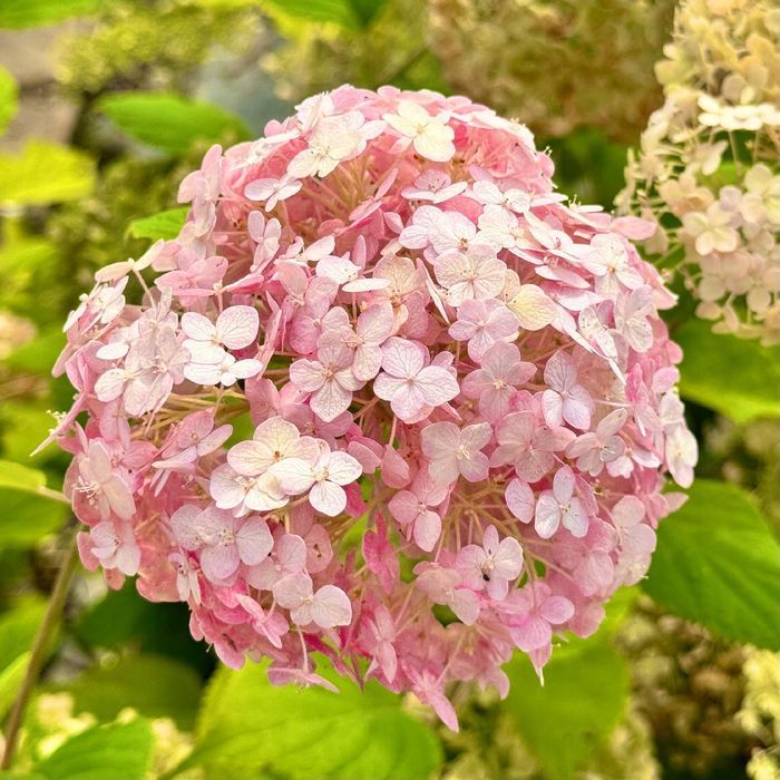 Hortensja krzewiasta 'Candybelle Bubblegum' (Hydrangea)