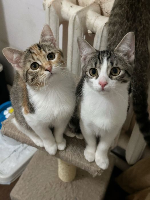 Кошеня Дейзі шукає люблячий дім