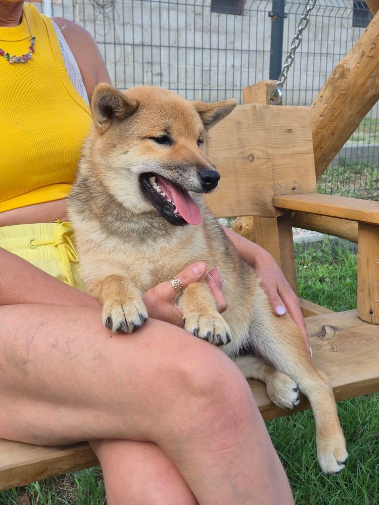 Shiba śliczna czerwona dziewczynka
