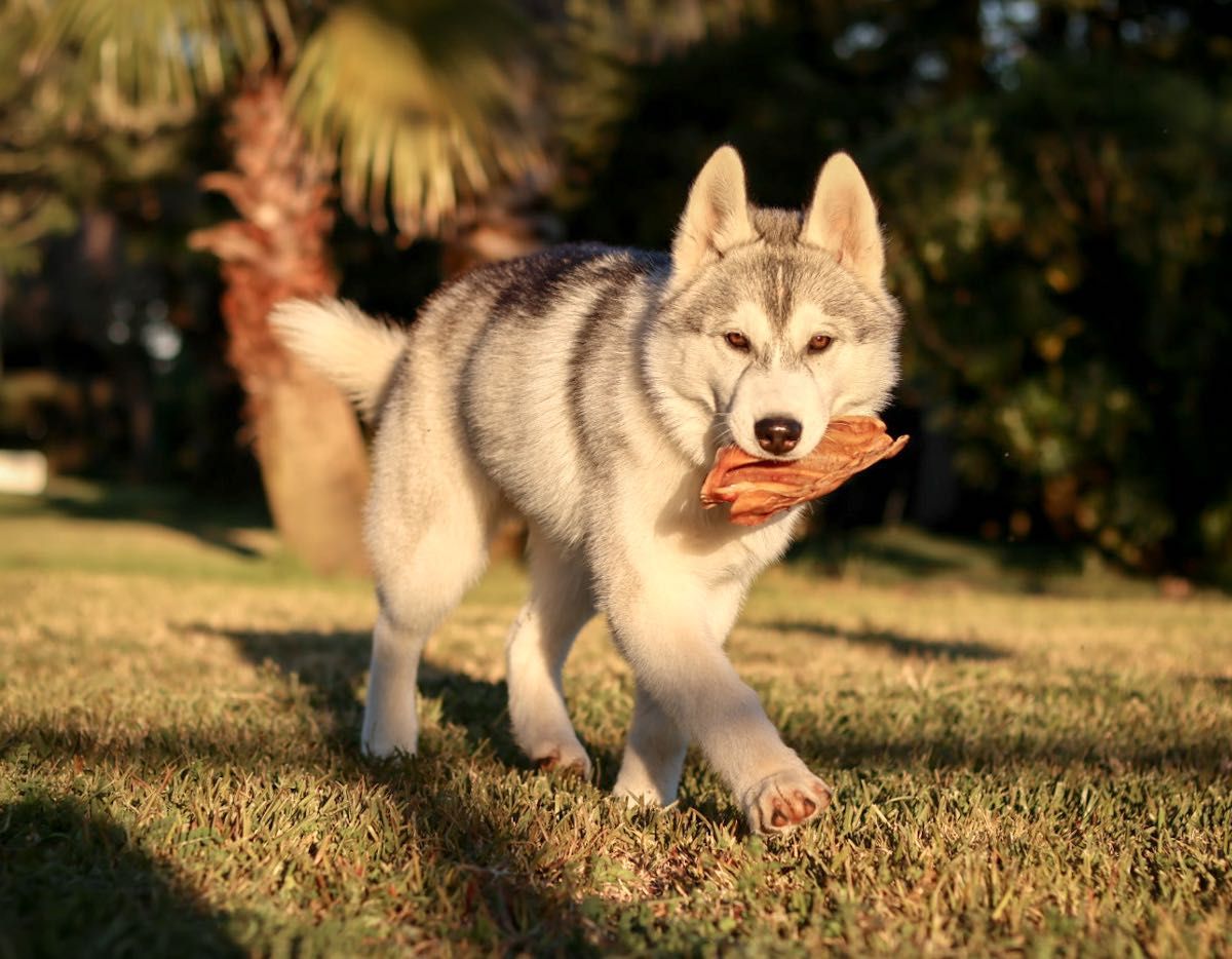Husky Siberiano com LOP - iaspis