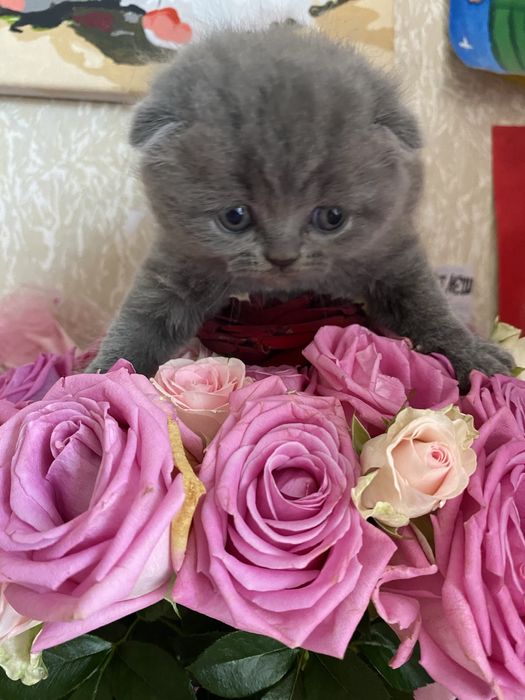 шотландський висловухий котшенята