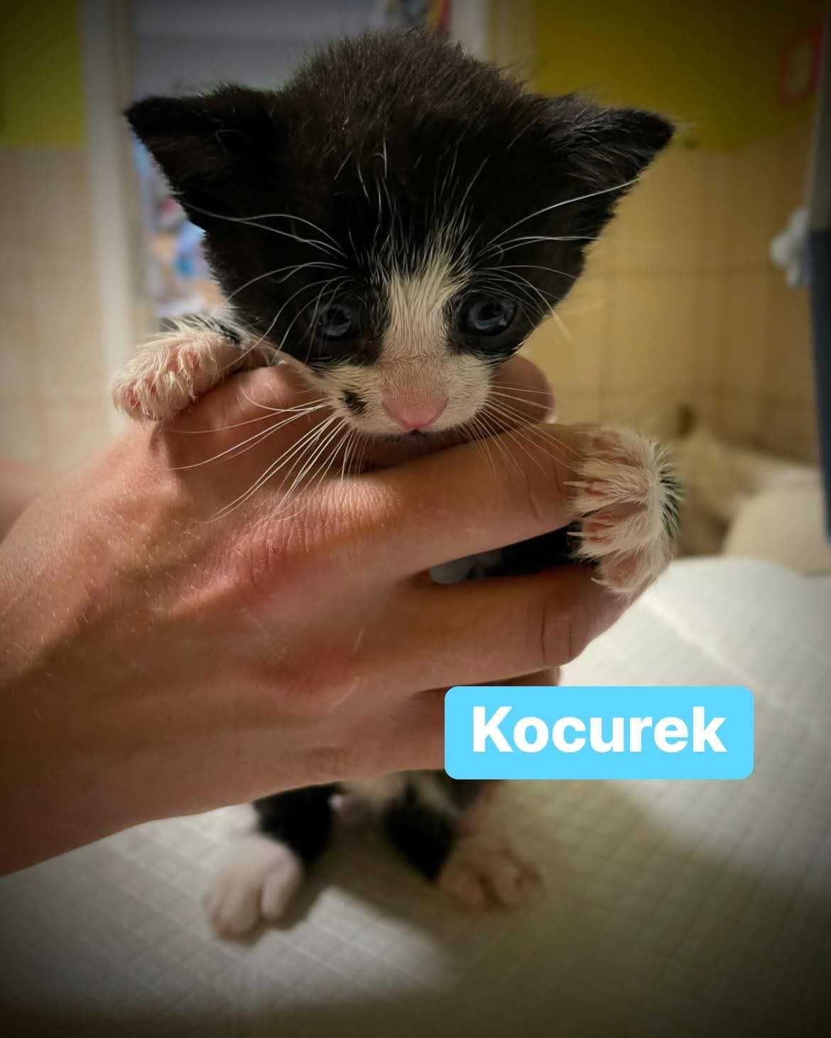 Kocurek Mieszko do adocji