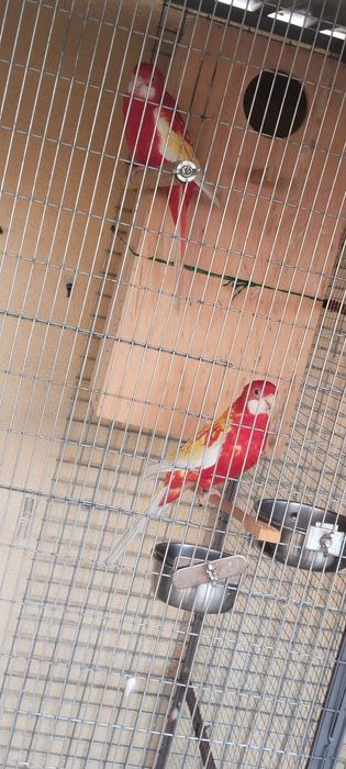 Varias aves de meio porte