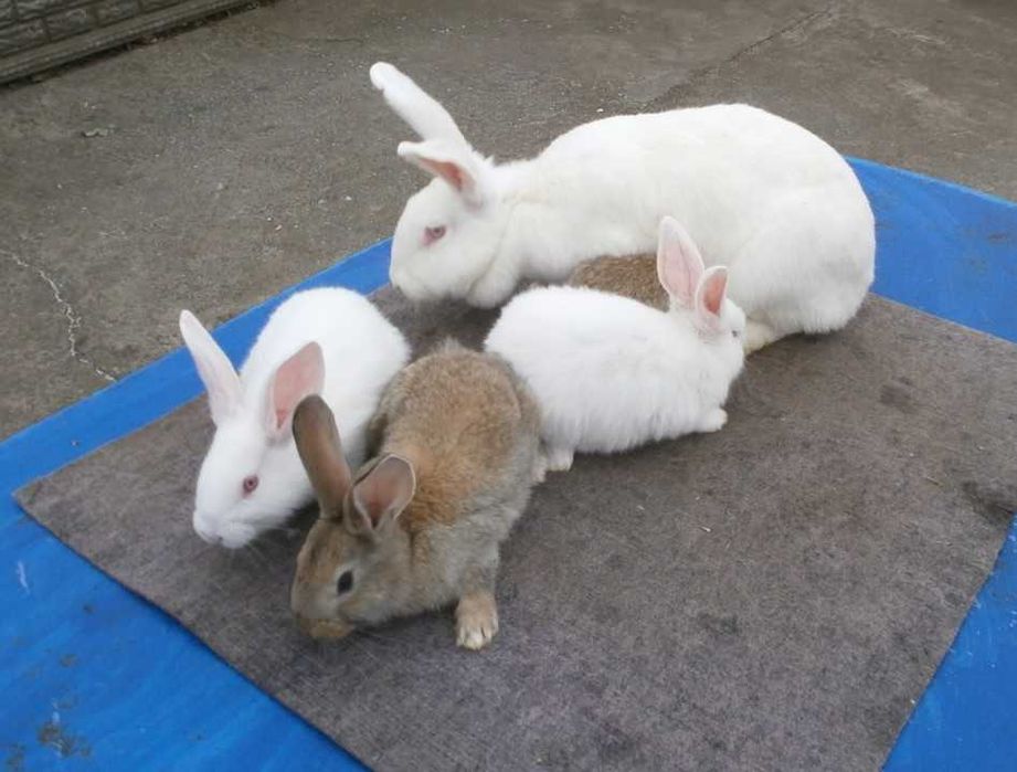 Продаю кролів різних порід