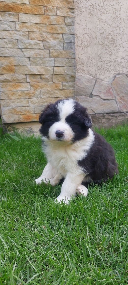 Щенята Бордер коллі border collie