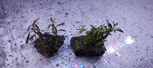 Bucephalandra mini blue Velvet